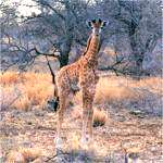 giraffe young male